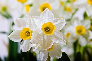 《JOJO群星之战R》公开第5部女主特里休乌纳预告